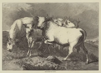 Bétail sauvage de Chillingham